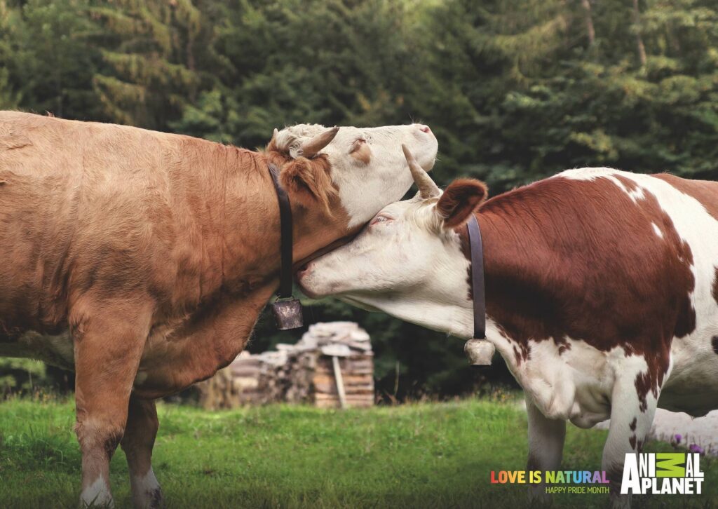 Iconic Pride month campaigns