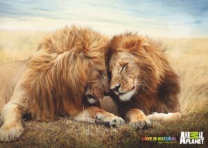 pairs of animals-lion