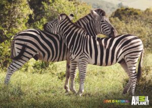 pairs of animals-Zebra